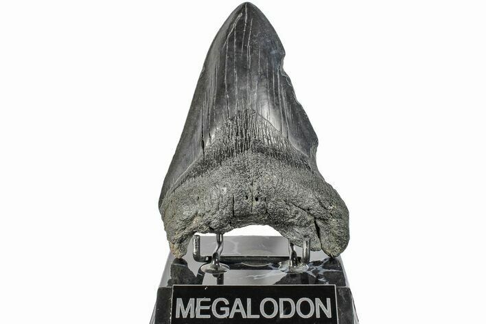 Bargain, Fossil Megalodon Tooth - South Carolina #165416